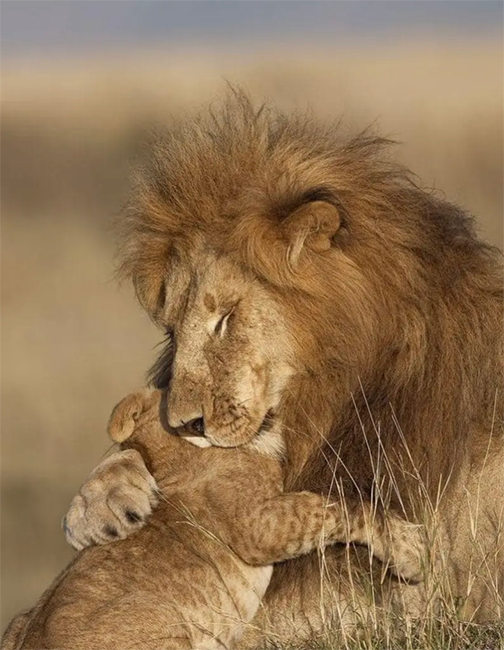 LSL-lion-picture